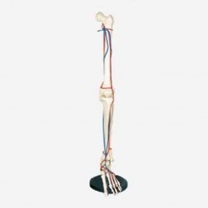 GelsonLab HSBM-82 Grande per adulti Leg modello di osso con vaso sanguigno
