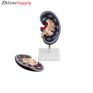 La enseñanza médica equipo 2 piezas riñón humano modelo anatómico - Product Image 1