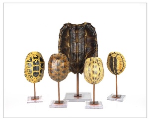 Base di guscio di tartaruga decorazione per la casa con scultura in metallo artificiale europa resina artigianale deposito di 30% animale CF1150242 realistico - Product Image 3