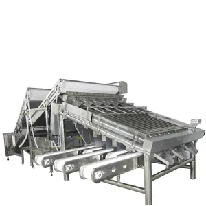 shrimp classification machine sea food processing line