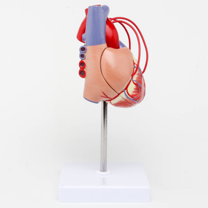 GelsonLab HSBM-212 a grandezza naturale 2 parti di Modello Umano Del Cuore Medico delle materie plastiche modelli di cuore modello Umano Del Cuore con I vasi sanguigni - Product Image 4