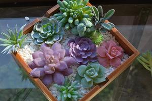 Grandes artificiales plantas suculentas Unpotted <span class=keywords><strong>Cactus</strong></span> Jardín de la casa de decoración Diy - Product Image 3