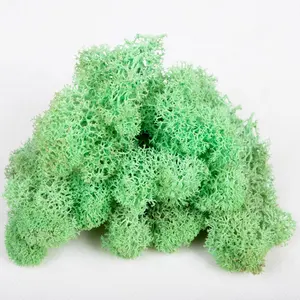 Stabilized Lichen Moss Real Natural Preserved Moss For Sale