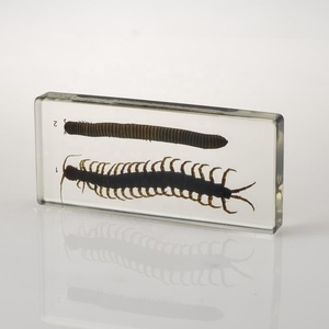 本物の動物と植物の科学比較教育教育教育アクリル標本 - Product Image 4
