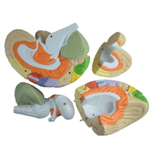 GelsonLab HSBM-173教育モデル用の高度な<span class=keywords><strong>PVC</strong></span>人間の脳モデル - Product Image 4