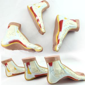 Di alta qualità del piede umano modello di Diversi modelli di <span class=keywords><strong>forma</strong></span> del piede - Product Image 2