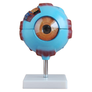 Gloway-yeux naturels modèle géant HSBM-186A, bio, 6 fois, modèle œil humain - Product Image 1