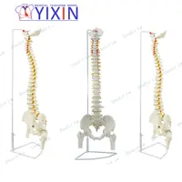 אדם עמוד השדרה דגם 1:1 אורתופדי השדרה חוליות צוואר המותני חוליות אדם שלד מודל עמוד השדרה דגם