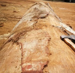 Dabema Từ Gabon Hoặc Bờ Biển Ngà KD/AD/S4S/E2E/Gỗ Tươi Cho Sàn Và Vật Liệu Funiture - Product Image 6