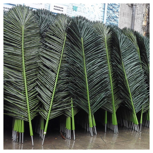 arborea dracaena Dracaena Tarzan  Fragrance Plants and Flowers