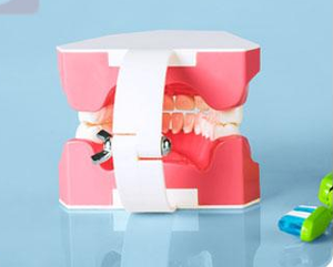 Demostración de cepillado dental, modelo dental 1:1, tamaño estándar con dientes individuales para mostrar hilo dental - Product Image 3