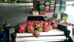 单双线路水果分拣机分级水果加工机 - Product Image 3