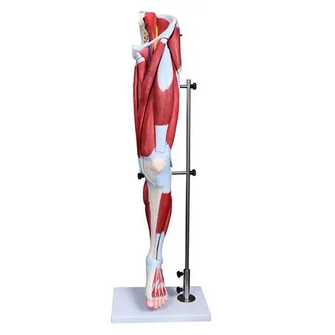 GelsonLab HSBM-154 Human thigh muscle model human muscle anatomy model Muscles of the Human Leg 13parts