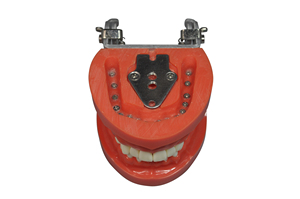 Standard <span class=keywords><strong>Nissin</strong></span> <span class=keywords><strong>Dental</strong></span> Modell mit 32 Stück Schraube in austauschbaren Zähnen für die Vorbereitung praxis - Product Image 2