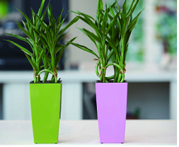 Maceta pequeña cuadrada para decoración de hotel, oficina, hogar, cocina, de sobremesa, autoportante, similar a <span class=keywords><strong>lechuza</strong></span> - Product Image 4