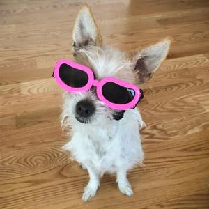 Durable Welpen Katze Sonnenbrille UV Schützen Sonnenbrillen Mode Hund Brille Pet Zubehör - Product Image 3