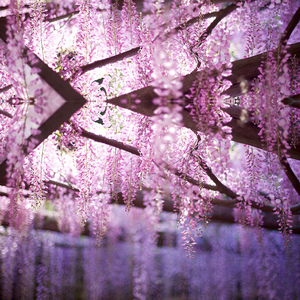 Real Touch seda boda decorativa Artificial Wisteria vid hogar decorativo telón <span class=keywords><strong>de</strong></span> fondo Wisteria flor colgante <span class=keywords><strong>planta</strong></span> Artificial - Product Image 6