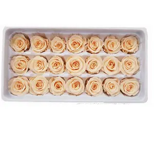 Flora 2-3 cm Champagne Color Preserved Natural Mini Roses Flowers In Box preserved roses