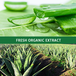 HONGDA סיטונאי 50% <span class=keywords><strong>98%</strong></span> אלוורה תמצית Rhein <span class=keywords><strong>Emodin</strong></span> - Product Image 3