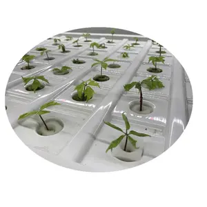 Éponge en forme Cube pour plantes hydroponiques, 1 pièce, mousse pour démarrage de lit, salade de légumes, pelouse