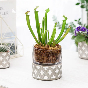 <span class=keywords><strong>Cilindro</strong></span> de moderno estilo boda decorativa plantador ollas/plantas suculentas, olla de cerámica con tapa de cristal - Product Image 1