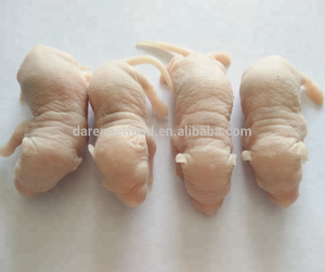 Rats congelés pour animaux de compagnie serpents lézards grenouilles tortues crocodiles renards faucons scinques chats et reptiles animaux de compagnie - Product Image 4