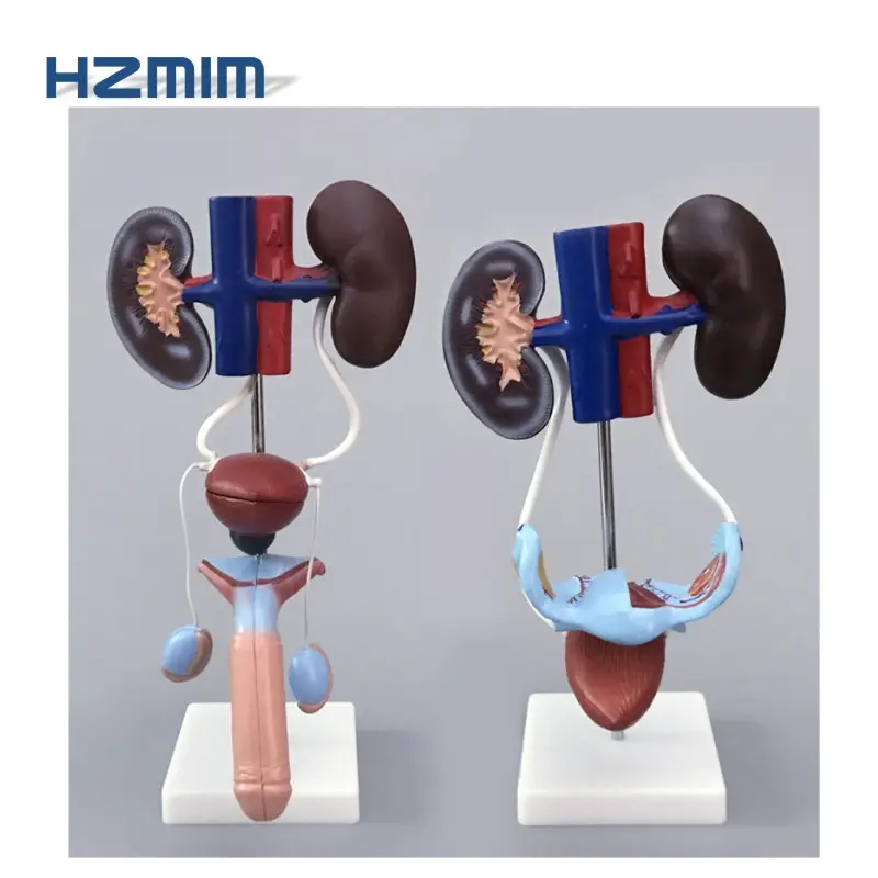 Human male reproductive system model, prostate/ kidney anatomy model and Female pelvic model