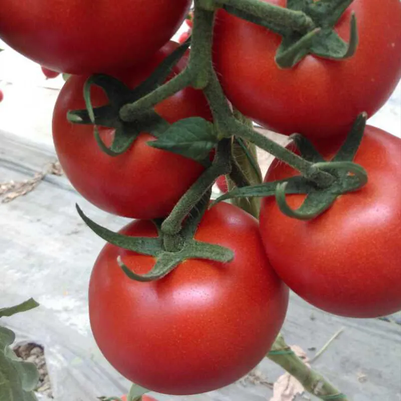 Недетерминированный красный цвет энергичный рост H58 семена негибридных томатов органический