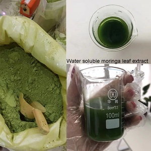 Bột Lá Chùm Ngây Chiết Xuất Lá Chùm Ngây Số Lượng Lớn Chất Lượng Cao - Product Image 4