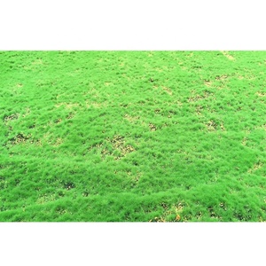 แผ่นหญ้าพีท Scandia Moss,แผ่นปูผนังแบบธรรมชาติ - Product Image 1