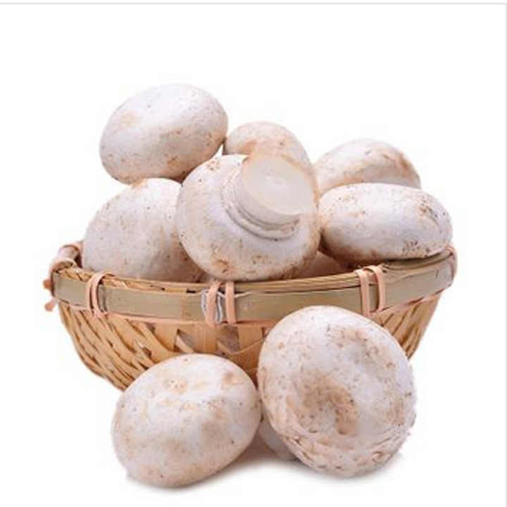 干champignon 蘑菇切片价格出售