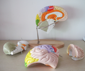 GelsonLab HSBM-173教育モデル用の高度な<span class=keywords><strong>PVC</strong></span>人間の脳モデル - Product Image 5