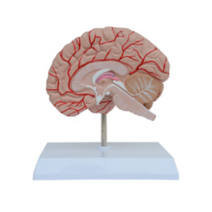 GelsonLab HSBM-175 Cao chất lượng Con Người Não Phải mô hình - Product Image 3