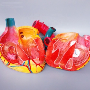 Modelo de Corazón Humano de Plástico de Tamaño Real en 2 Partes, Modelos de Corazón de Plástico Médico, Modelo de Anatomía del Corazón Humano con Aumento de 5X - Product Image 4