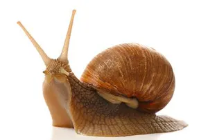 Hautpflege produkt schnecke schleim schnecke schleim Snail extrakt flüssigkeit