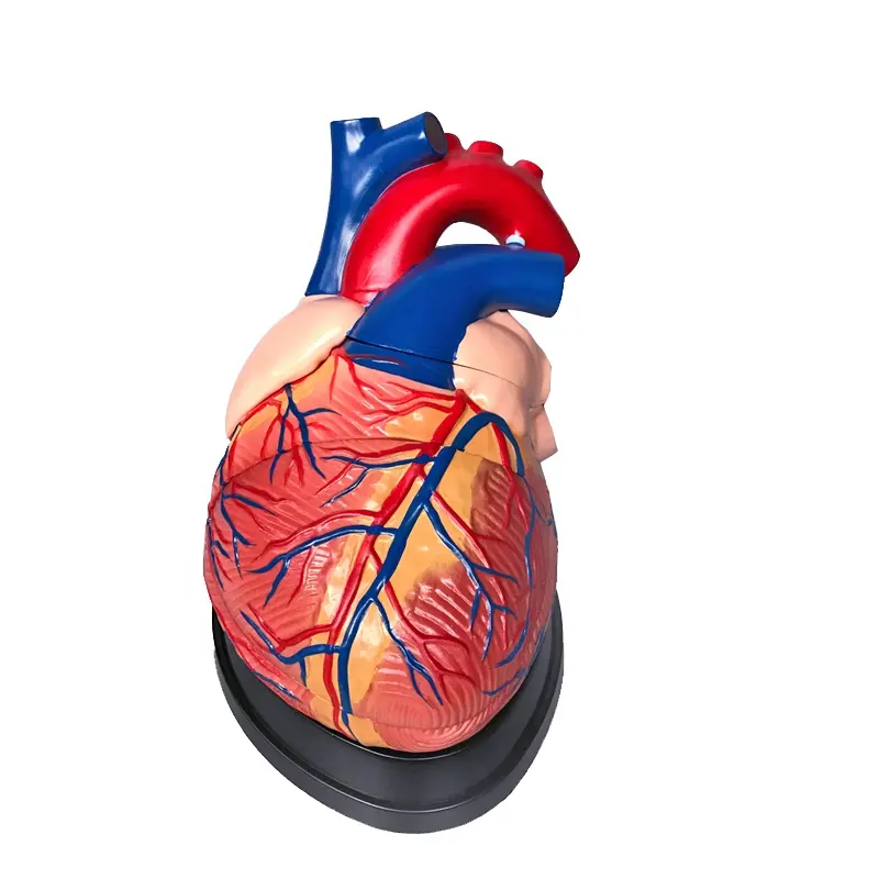 anatomy human heart model Medical plastic anatomical Jumbo Heart Model