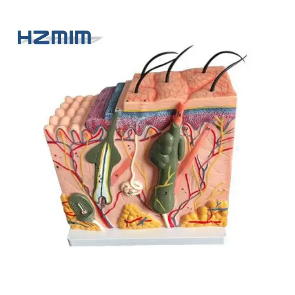 Menselijke Huid 30/50/60 Keer Vergroot Anatomisch Model, Human Biologie Structuur Skin Model