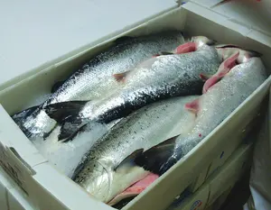 Fabrika fiyat toplu pp plastik oluklu balık kutusu dondurulmuş deniz ürünleri teslim