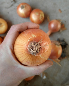 Hành Tây Nhỏ Màu Vàng Đỏ Cỡ Nhỏ Giảm Giá Mạnh Của Trung Quốc - Product Image 4