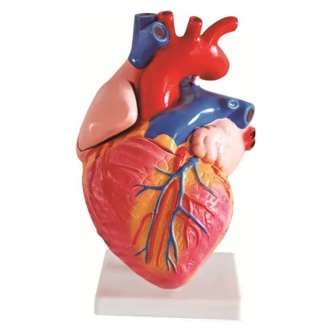 GelsonLab HSBM-219 2 volte La Vita di formato 2 parti di Modello Umano Del Cuore Medico delle materie plastiche cuore modello