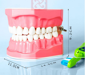 Demostración de cepillado dental, modelo dental 1:1, tamaño estándar con dientes individuales para mostrar hilo dental - Product Image 2