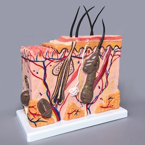 Nuovi modelli di insegnamento della <span class=keywords><strong>pelle</strong></span> <span class=keywords><strong>umana</strong></span> in plastica di arrivo per materiale scolastico in vendita modello anatomico della <span class=keywords><strong>pelle</strong></span> 70X - Product Image 3