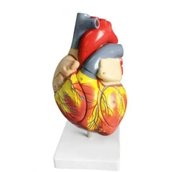 Human anatomical heart plastic model, Anatomy human heart model
