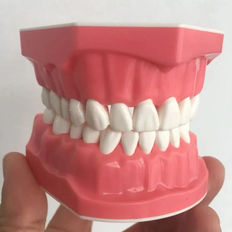 Zähneputzen demonstration dental modell 1:1 standard größe mit individula zähne für zeigt zahnseide