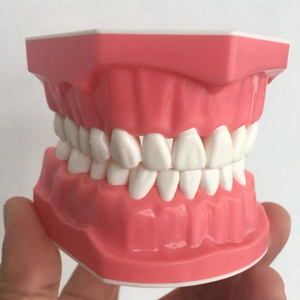 Demostración de cepillado dental, modelo dental 1:1, tamaño estándar con dientes individuales para mostrar hilo dental - Product Image 1