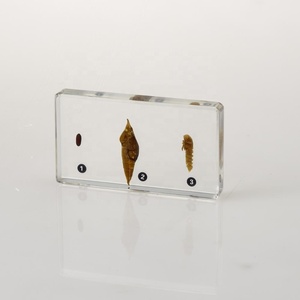 本物の動物と植物の科学比較教育教育教育アクリル標本 - Product Image 5