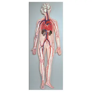 GelsonLab HSBM-232 human blood circulation system model The model of blood circulation system
