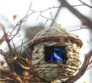 Casa de pájaros de fibra sólida de invierno para niños, cabaña de pájaros natural sostenible con cierre de cuerda para colgar en el exterior