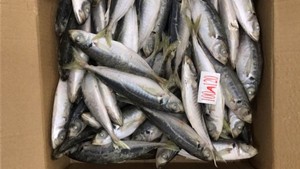 Новый сезон, Лошадиная скумбрия из Китая, замороженная лошадиная скумбрия - Product Image 3