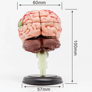 GelsonLab HSBM-170 Nhựa 4D Thạc Sĩ Bộ Não Con Người Mô Hình TỰ LÀM mô hình não 32 bộ phận - Product Image 6